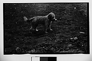 [Walker Evans's Dog Aspasia, Probably Darien, Connecticut], Walker Evans  American, Film negative