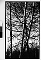 [Birch Trees], Walker Evans  American, Film negative