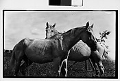 [Two Horses, Probably Canada], Walker Evans  American, Film negative