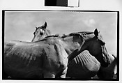 [Two Horses, Probably Canada], Walker Evans  American, Film negative