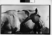 [Two Horses, Probably Canada], Walker Evans  American, Film negative
