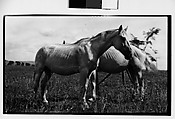 [Two Horses, Probably Canada], Walker Evans  American, Film negative