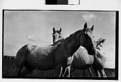 [Two Horses, Probably Canada], Walker Evans  American, Film negative