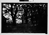 [Wood Box in Clearing, From Moving Automobile, Savannah Vicinity, Georgia], Walker Evans  American, Film negative