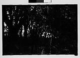 [Trees and Brush, Savannah Vicinity, Georgia], Walker Evans  American, Film negative