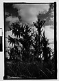 [Cypress Trees, New Orleans Vicinity, Louisiana], Walker Evans  American, Film negative