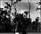 [Cypresses in Everglades, Florida], Walker Evans  American, Film negative