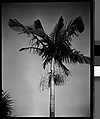 [Palm Tree, Florida], Walker Evans  American, Film negative