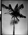 [Palm Tree, Florida], Walker Evans  American, Film negative