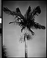 [Palm Tree, Florida], Walker Evans  American, Film negative