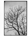 [Tree Branches Against Sky, Water], Walker Evans  American, Film negative