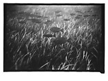 [Twenty-Three 35mm Film Frames on Uncut Roll: 19 Underwater Studies of Fish and Turtles, and 4 Test Frames], Walker Evans (American, St. Louis, Missouri 1903–1975 New Haven, Connecticut), Film negative