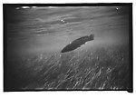 [Twenty-Three 35mm Film Frames on Uncut Roll: 19 Underwater Studies of Fish and Turtles, and 4 Test Frames], Walker Evans (American, St. Louis, Missouri 1903–1975 New Haven, Connecticut), Film negative