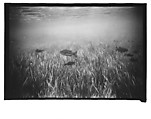 [Twenty-Three 35mm Film Frames on Uncut Roll: 19 Underwater Studies of Fish and Turtles, and 4 Test Frames], Walker Evans (American, St. Louis, Missouri 1903–1975 New Haven, Connecticut), Film negative