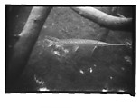 [Twenty-Three 35mm Film Frames on Uncut Roll: 19 Underwater Studies of Fish and Turtles, and 4 Test Frames], Walker Evans (American, St. Louis, Missouri 1903–1975 New Haven, Connecticut), Film negative