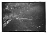 [Twenty-Three 35mm Film Frames on Uncut Roll: 19 Underwater Studies of Fish and Turtles, and 4 Test Frames], Walker Evans (American, St. Louis, Missouri 1903–1975 New Haven, Connecticut), Film negative