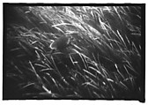 [Twenty-Three 35mm Film Frames on Uncut Roll: 19 Underwater Studies of Fish and Turtles, and 4 Test Frames], Walker Evans (American, St. Louis, Missouri 1903–1975 New Haven, Connecticut), Film negative