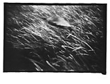 [Twenty-Three 35mm Film Frames on Uncut Roll: 19 Underwater Studies of Fish and Turtles, and 4 Test Frames], Walker Evans (American, St. Louis, Missouri 1903–1975 New Haven, Connecticut), Film negative