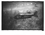 [Twenty-Three 35mm Film Frames on Uncut Roll: 19 Underwater Studies of Fish and Turtles, and 4 Test Frames], Walker Evans (American, St. Louis, Missouri 1903–1975 New Haven, Connecticut), Film negative