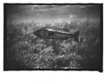[Twenty-Three 35mm Film Frames on Uncut Roll: 19 Underwater Studies of Fish and Turtles, and 4 Test Frames], Walker Evans (American, St. Louis, Missouri 1903–1975 New Haven, Connecticut), Film negative