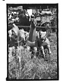[Twenty-Two 35mm Film Frames on Uncut Roll: 21 Studies of Dismounted Carousel Horses in Field, and 1 View of Parked Automobile in Front of Roadside Building], Walker Evans (American, St. Louis, Missouri 1903–1975 New Haven, Connecticut), Film negative