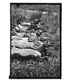 [Twenty-Two 35mm Film Frames on Uncut Roll: 21 Studies of Dismounted Carousel Horses in Field, and 1 View of Parked Automobile in Front of Roadside Building], Walker Evans (American, St. Louis, Missouri 1903–1975 New Haven, Connecticut), Film negative