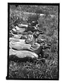 [Twenty-Two 35mm Film Frames on Uncut Roll: 21 Studies of Dismounted Carousel Horses in Field, and 1 View of Parked Automobile in Front of Roadside Building], Walker Evans (American, St. Louis, Missouri 1903–1975 New Haven, Connecticut), Film negative