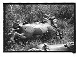 [Twenty-Two 35mm Film Frames on Uncut Roll: 21 Studies of Dismounted Carousel Horses in Field, and 1 View of Parked Automobile in Front of Roadside Building], Walker Evans (American, St. Louis, Missouri 1903–1975 New Haven, Connecticut), Film negative