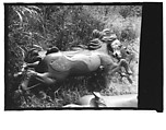 [Twenty-Two 35mm Film Frames on Uncut Roll: 21 Studies of Dismounted Carousel Horses in Field, and 1 View of Parked Automobile in Front of Roadside Building], Walker Evans (American, St. Louis, Missouri 1903–1975 New Haven, Connecticut), Film negative