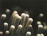 Untitled (Plate Coral), Helen Rousakis  American, Instant dye diffusion transfer print (Polaroid)