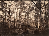 Near the Bodmer Oak, Fontainebleau, Eugène Cuvelier  French, Albumen silver print from glass negative