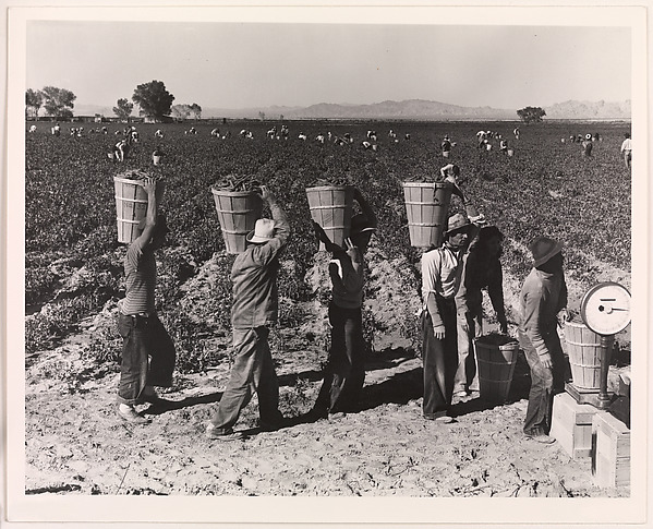 Pea Pickers Line Up on Edge of Field at Weigh Scale, near Calipatria, Imperial Valley, California, February