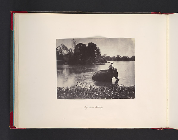 Elephant Bathing