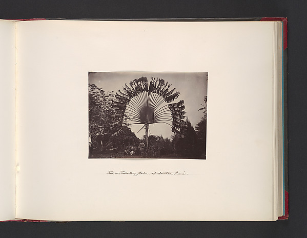 Fan or Traveler Palm of Southern India