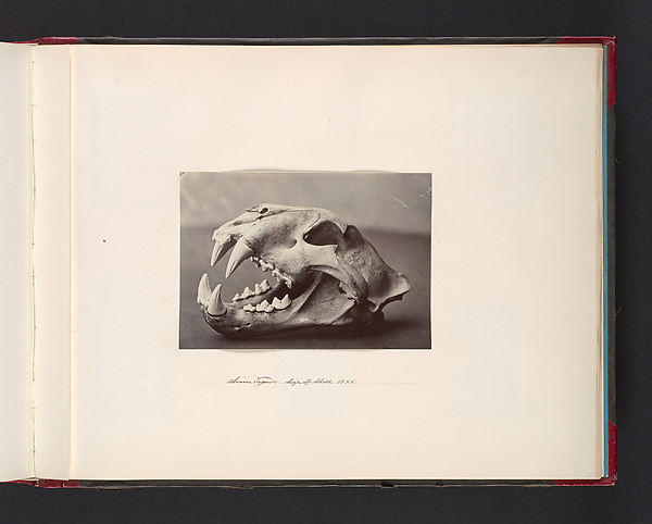Siam Tiger. Size of Skull 13x8
