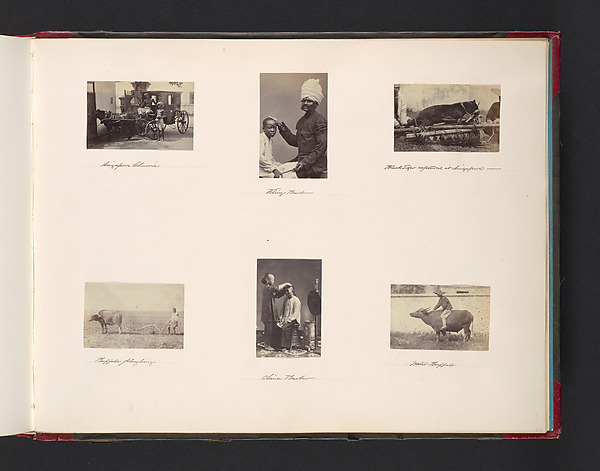 Barber; Black Tiger Captured in Singapore; Buffalo Ploughing; China Barber; Buffalo