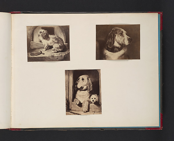 [Dogs]