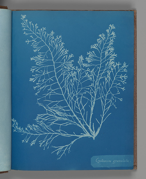 Cystoseira granulata