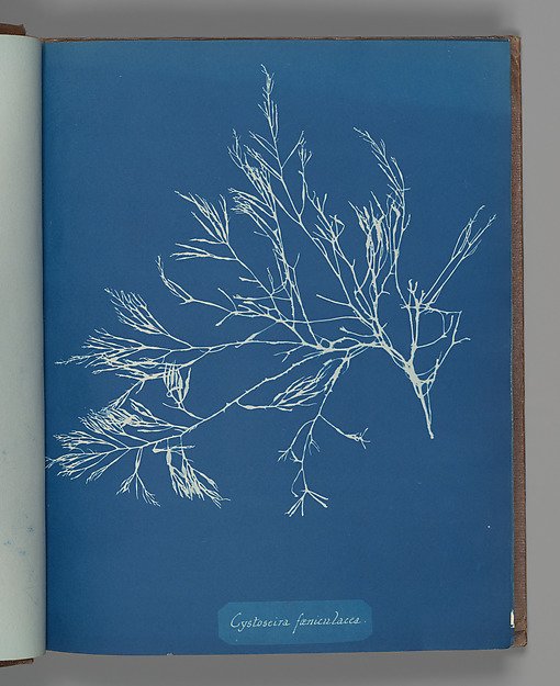 Cystoseira fæniculacea