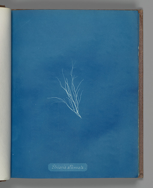 Striaria attenuata
