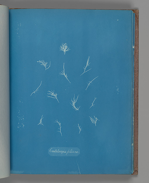 Grateloupia filicina