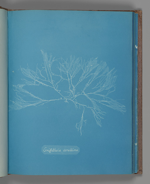 Griffithsia corallina