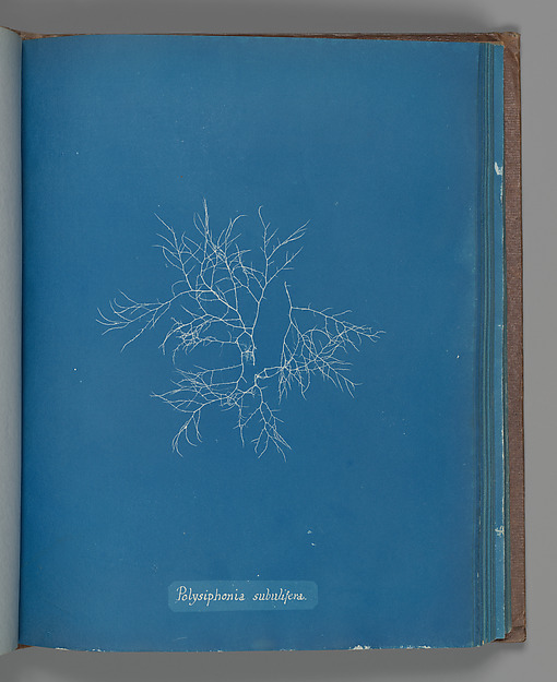 Polysiphonia subulifera
