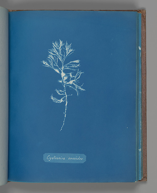 Cystoseira ericoides
