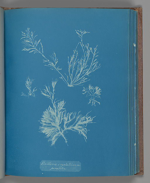 Exillaria crystallinum parasitic