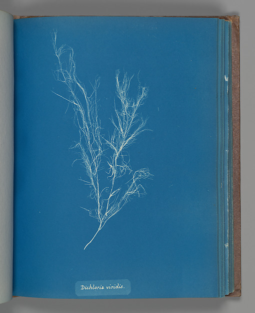 Dichloria viridis