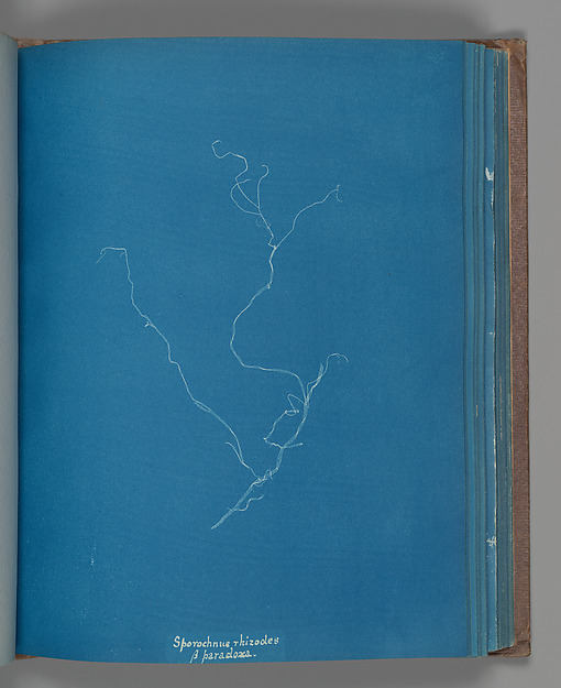 Sporochnius rhizodes ß paracloxa