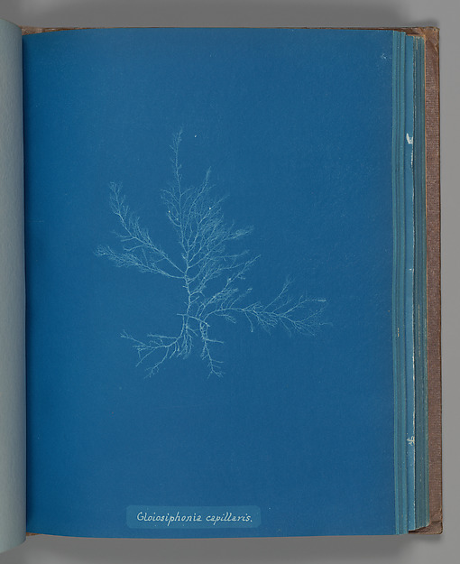 Gloisiphonia capillaris