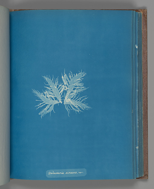 Delesseria sinvosa, var.