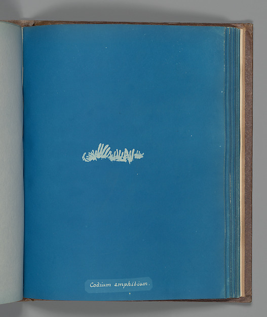 Codium amphibium